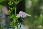 Allium schoenoprasum -- Schnittlauch